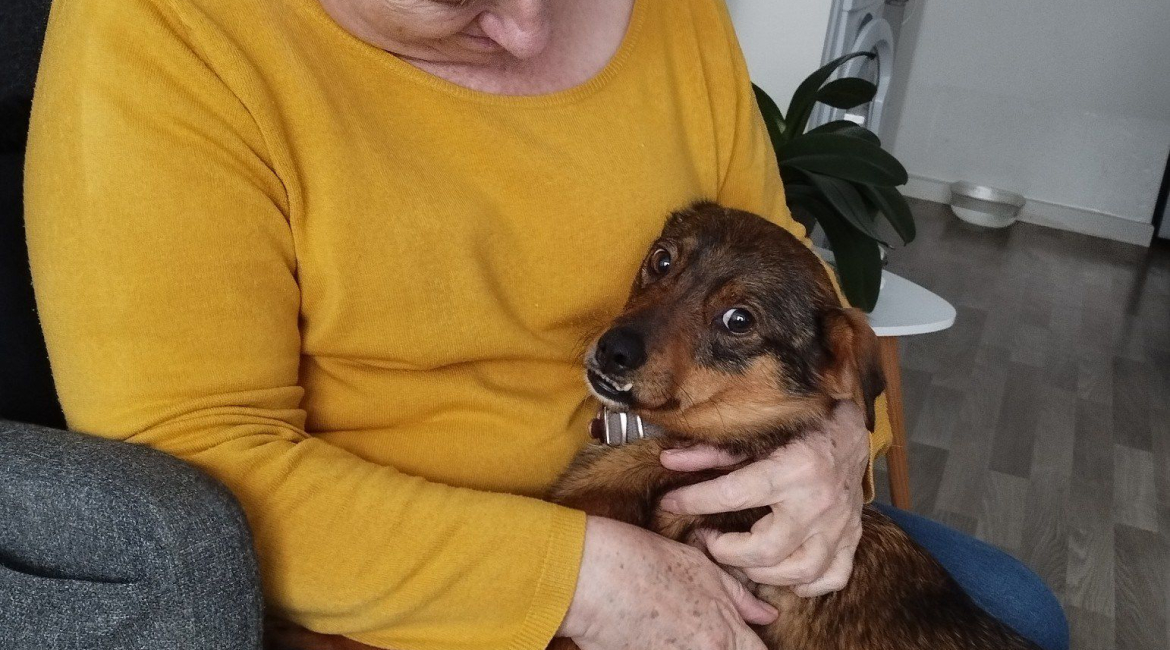 Chiens à adopter